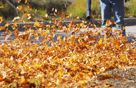 Close up of a person blowing a pile of orange leaves